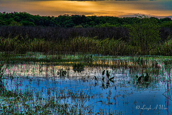 La Chua Trail Paynes Prairie Florida Wild Nature Landscape Leigh Wax