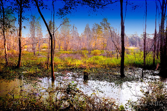 Rochelle Wetland Florida Wild Nature Landscape Leigh Wax