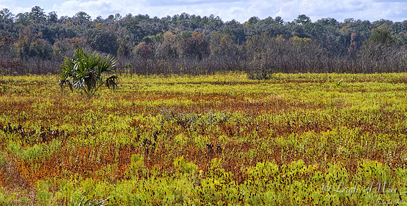 La Chua Trail Paynes Prairie Florida Wild Nature Landscape Leigh Wax