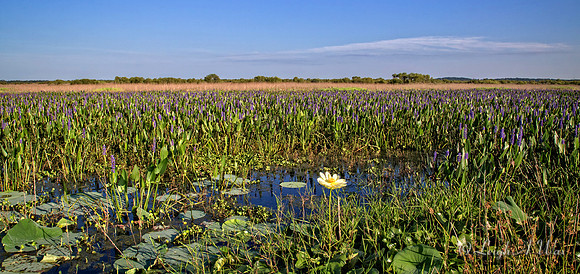 La Chua Trail Paynes Prairie Florida Wild Nature Landscape Leigh Wax