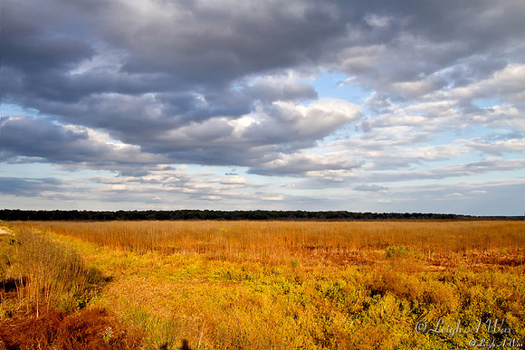 La Chua Trail Paynes Prairie Florida Wild Nature Landscape Leigh Wax
