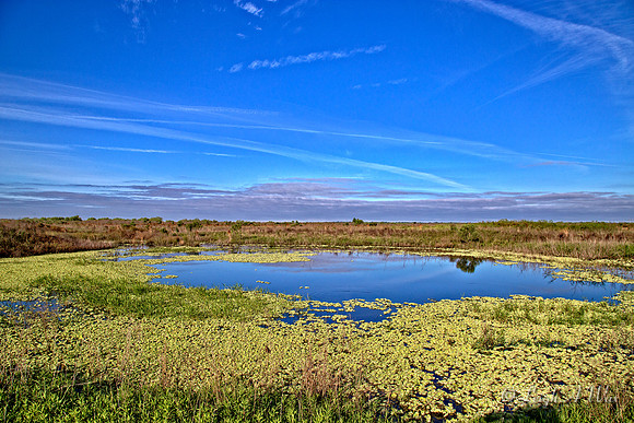 La Chua Trail Wetland Paynes Prairie Florida Wild Nature Landscape Leigh Wax