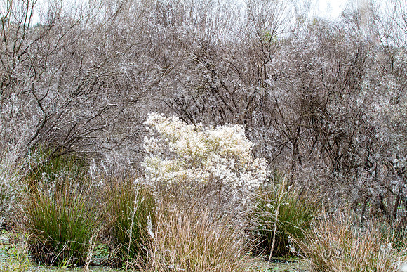 La Chua Trail Paynes Prairie Florida Wild Nature Landscape Leigh Wax