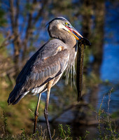 4738-Great Blue Heron with Siren.