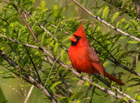 9307-Cardinal.