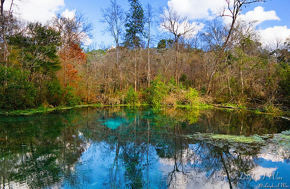 Ichetucknee Springs Basin Florida Wild Nature Landscape Leigh Wax