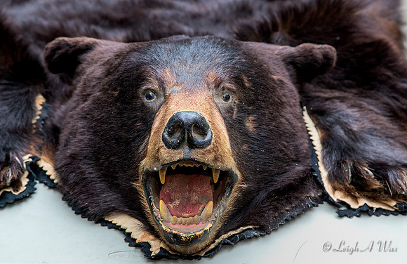 0004-1497-FWC-Display-Bear Display