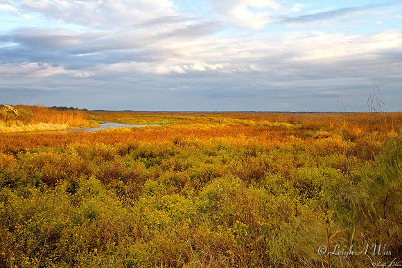 La Chua Trail Paynes Prairie Florida Wild Nature Landscape Leigh Wax