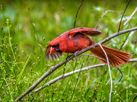 9838-Cardinal