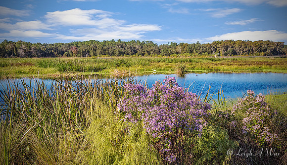 2261-Carolina Aster ~ Sweetwater Wetland