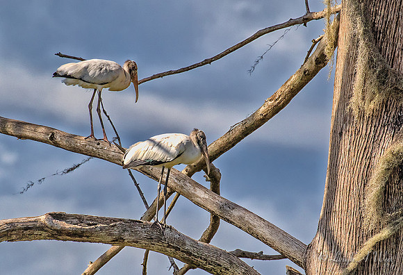 3126-Woodstork Pair ~ Sweetwater Wetland