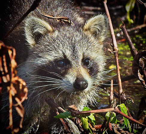 2583-Racoon