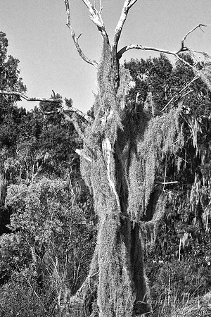 Dead Live Oak  Spanish Moss  Paynes Prairie Florida Wild Nature Landscape Leigh Wax