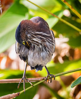 0252-Green Heron Preening.