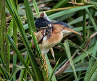 9735 Least Bittern-