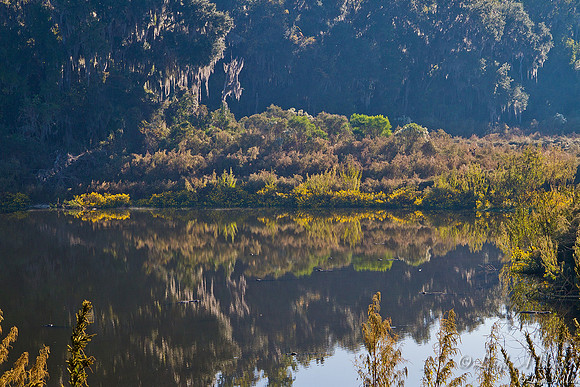 Lake dawn La Chua Trail Paynes Prairie Florida Wild Nature Landscape Leigh Wax