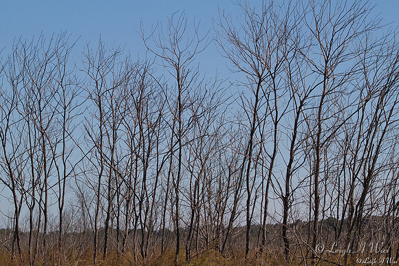 Winter trees Cones Dyke Paynes Prairie Florida Wild Nature Landscape Leigh Wax