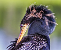 0044-Anhinga Preening