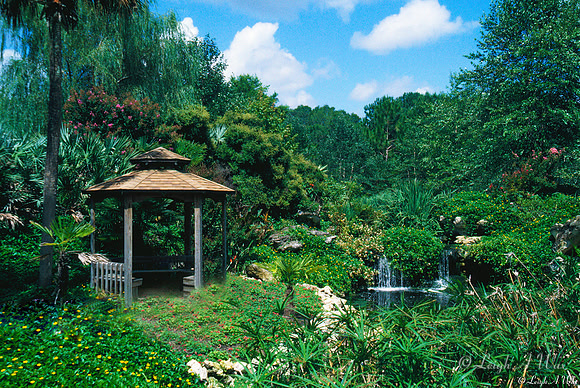 Kanapaha Gardens-Falls Vista Florida Wild Nature Landscape Leigh Wax