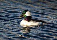 9066-Bufflehead Duck.