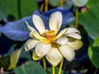 9959-American Lotus.