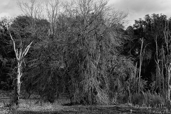 Branches-Dead Trees Paynes Prairie Florida Wild Nature Landscape Leigh Wax