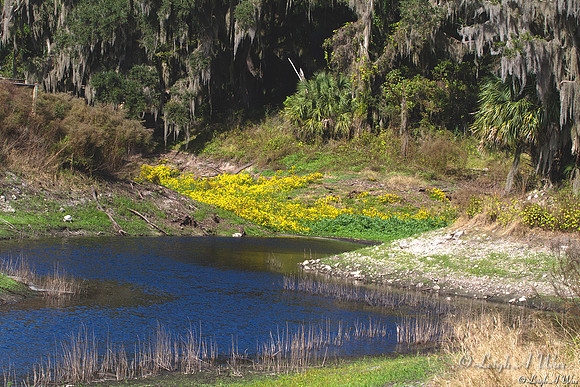 Alachua Sink Wildflowers Florida Wild Nature Landscape Leigh Wax