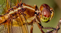 0109-Needhams Skimmer-Close-up>